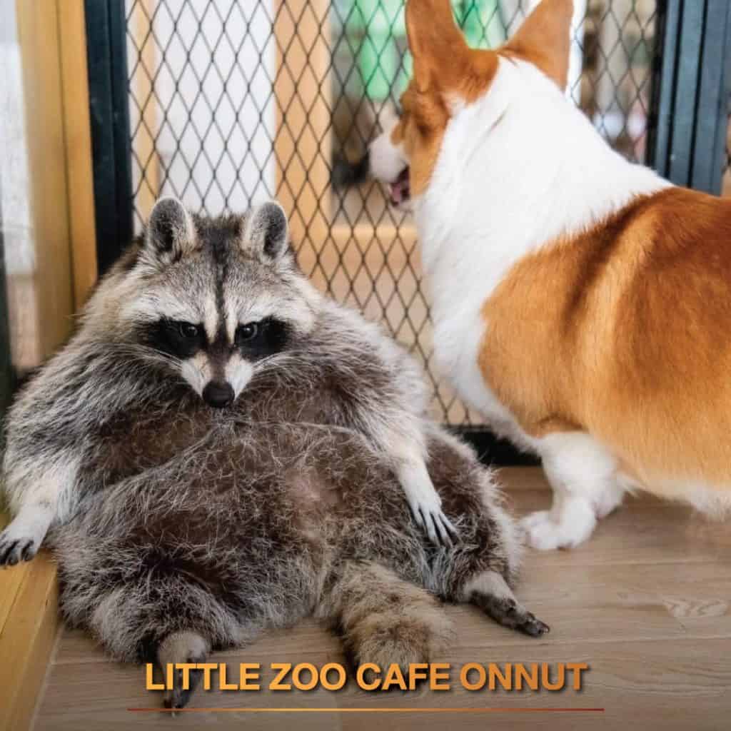 สถานที่เที่ยวย่านอ่อนนุช Little Zoo Cafe Onnut คาเฟ่สัตว์เลี้ยง